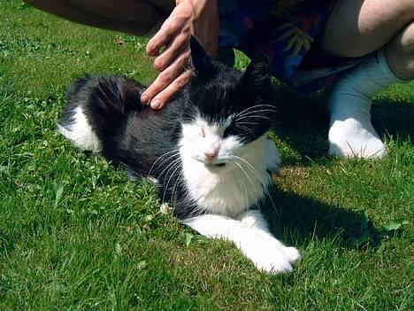 Blanding af racer Pjusser † billede 7