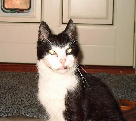 Blanding af racer Pjusser † billede 8