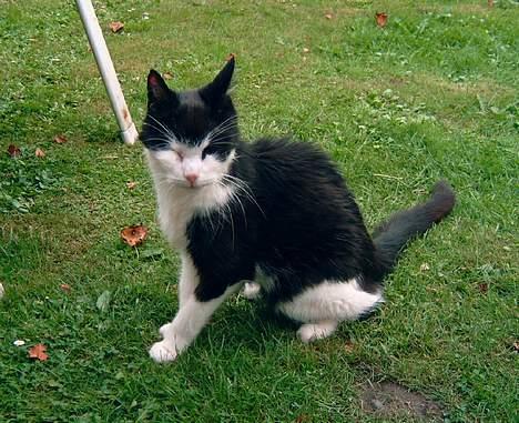 Blanding af racer Pjusser † billede 9