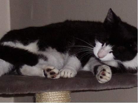 Blanding af racer Sylle - ZzzZzZZzZzzZzZZ..... billede 1