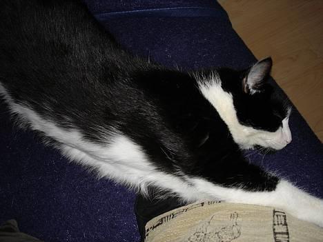 Blanding af racer Sylle - Uuuuuuh... strejker mig... billede 2