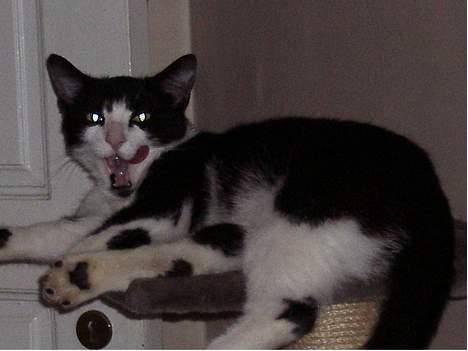 Blanding af racer Sylle - GAAAAB... go lille lur... billede 3