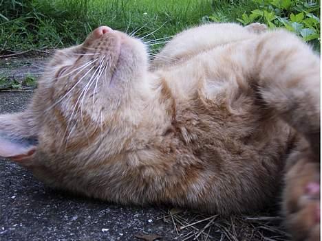 Blanding af racer Rosa - ååh klø mig på maven!!! billede 4