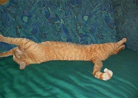 Blanding af racer Rosa - verdens længste mizz!! *WOW* billede 7