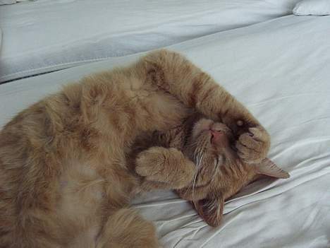 Blanding af racer Rosa - ha ha hi hi hi hi *fnise* *sprutte* ha ha ha ha ha!! (grineflip) billede 6