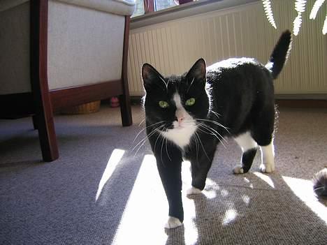 Blanding af racer Hermann -                                                                                                        HERMANN billede 1