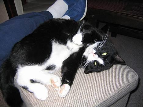 Blanding af racer Hermann - Skal vi slås ? ;) billede 2