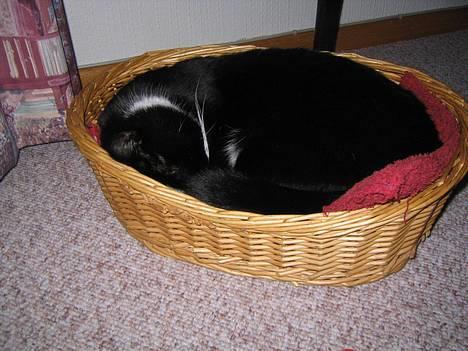 Blanding af racer Hermann - ZZZZZZZZZZZ billede 3