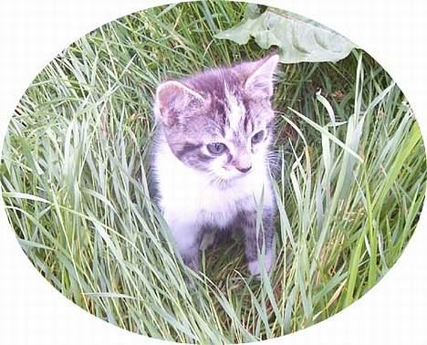 Blanding af racer Pjevs (Forsvundet) - Er jeg ikke sød billede 1