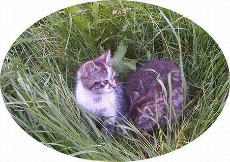 Blanding af racer Pjevs (Forsvundet) billede 3