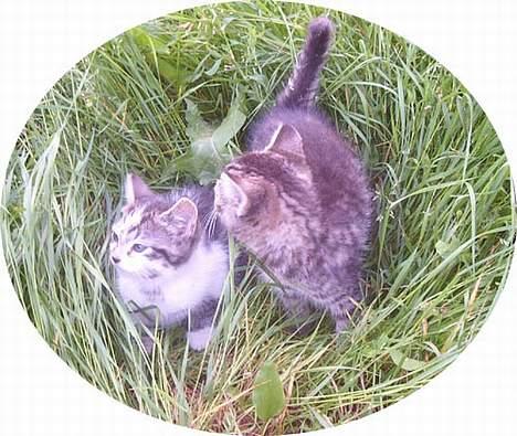 Blanding af racer Pjevs (Forsvundet) billede 4