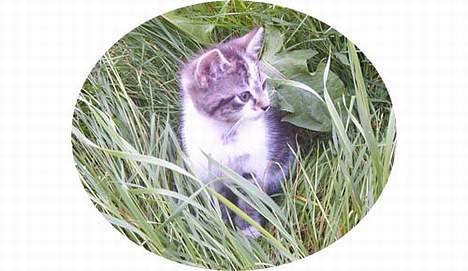 Blanding af racer Pjevs (Forsvundet) billede 5