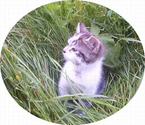 Blanding af racer Pjevs (Forsvundet) billede 6