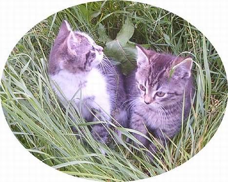 Blanding af racer Pjevs (Forsvundet) billede 7