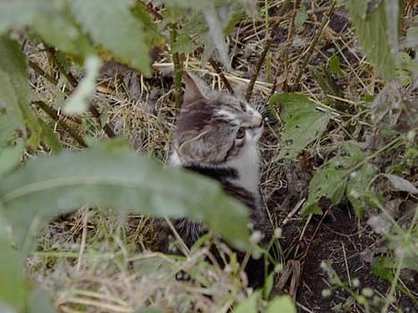 Blanding af racer Pjevs (Forsvundet) - Her sidder man jo godt billede 9