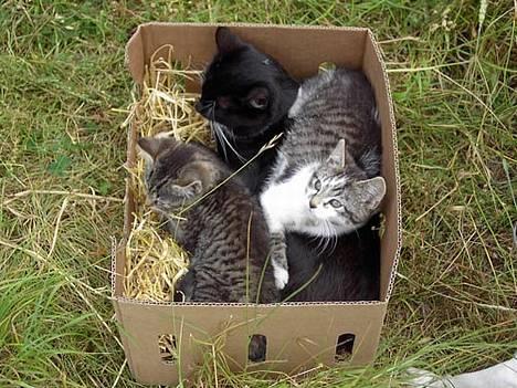 Blanding af racer Pjevs (Forsvundet) - Hov hvad er det?????? billede 10