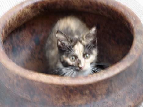 Blanding af racer Lille Mis - På flue jagt! billede 2