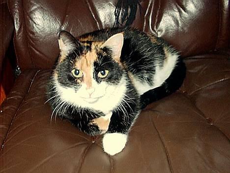 Blanding af racer Lillian † billede 2