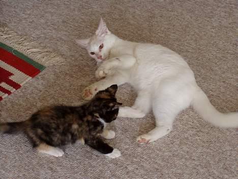 Blanding af racer Lille Mis - Angriber! billede 6