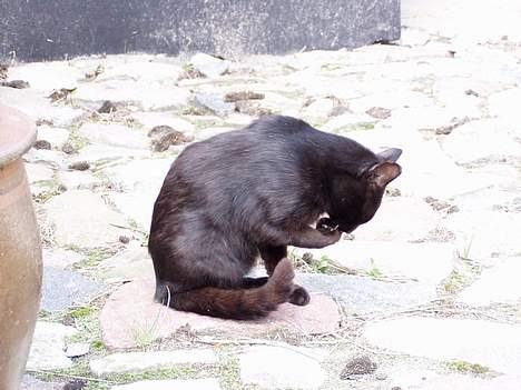 Blanding af racer Mads Mikkelsen (Død?) - Her er så Mads Mikkelsen i egen høje person billede 1