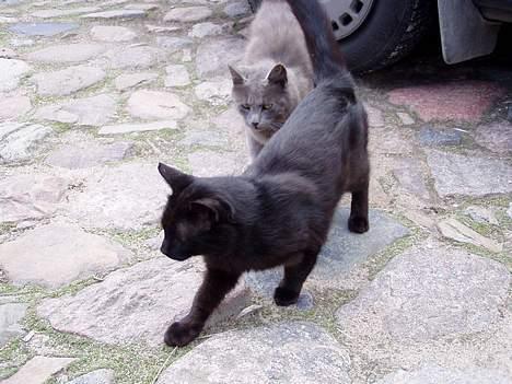 Blanding af racer Mads Mikkelsen (Død?) - Bagved: hans lillebror Jesus billede 2