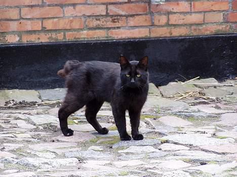 Blanding af racer Mads Mikkelsen (Død?) billede 3