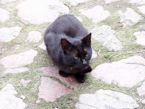 Blanding af racer Mads Mikkelsen (Død?) - slappe af på gårdspladsen billede 4