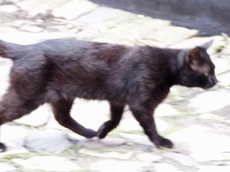 Blanding af racer Mads Mikkelsen (Død?) - Musejagt! billede 5