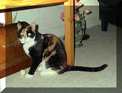 Blanding af racer Lillian † billede 3