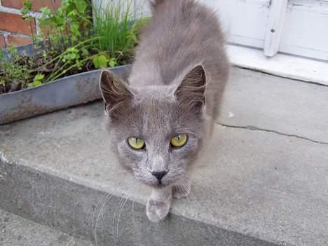 Blanding af racer Jesus - Hmm... hvad er det?? billede 1