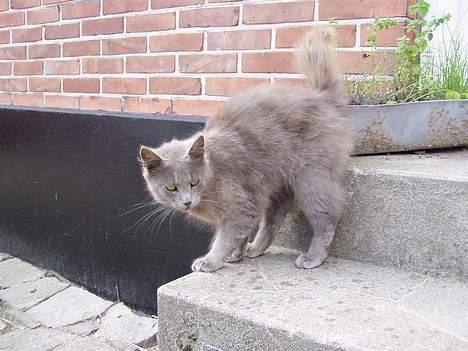 Blanding af racer Jesus - Er jeg ikke dejlig.. hør, jeg kan spinde :) billede 2