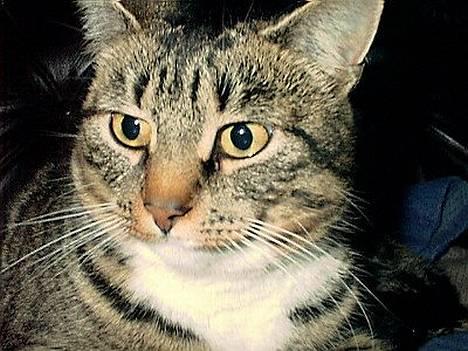 Blanding af racer Misha † billede 1