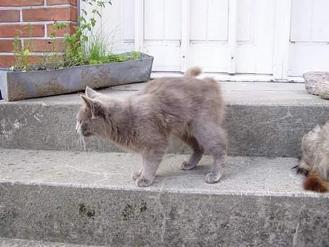 Blanding af racer Jesus - Ej! en mus! billede 3