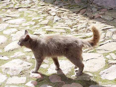 Blanding af racer Jesus - på gåtur over gårdspladsen billede 4