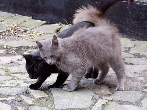 Blanding af racer Jesus - Ahh.. at nusse lidt med storebror er altid rart... :) billede 5