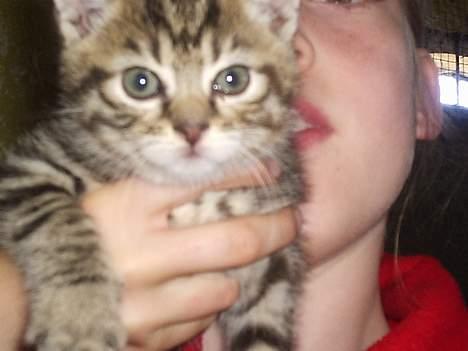 Blanding af racer Pjevs - Øh.. dav.. billede 6