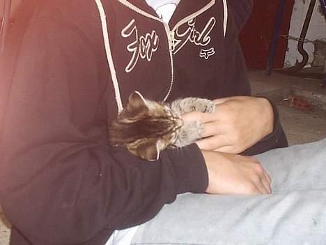 Blanding af racer Pjevs - uhh... det er godt at blive kløet! billede 5