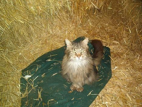 Blanding af racer Mutzi - Mutzi i sin halmhule over i stalden billede 5