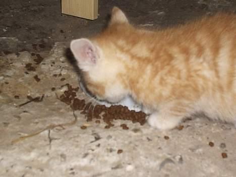 Blanding af racer Marlin - Nam nam.. Maaad billede 2