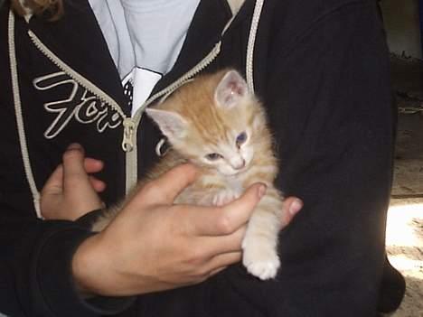 Blanding af racer Marlin - Haiii billede 3