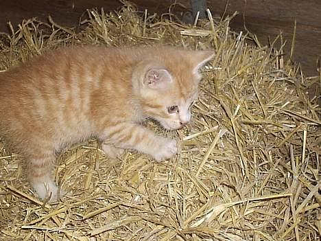 Blanding af racer Marlin - Uh... Nej.. Åh.. bar jeg ik falder need.. billede 4