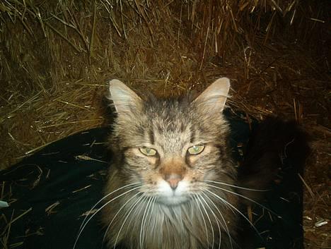 Blanding af racer Mutzi - Her kan i se hvor gal jeg var da Otto løb sin vej. billede 6