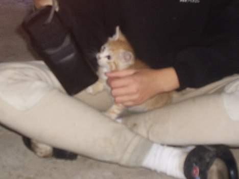 Blanding af racer Marlin - Lille søde miiig! billede 5