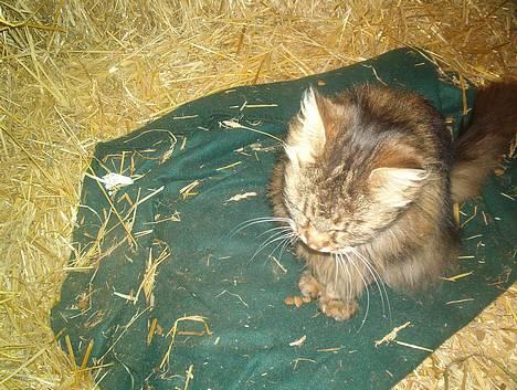 Blanding af racer Mutzi - Ka i da ik se at i keder mig , la mig nu være fred indtil jeg bliver sulten. billede 7