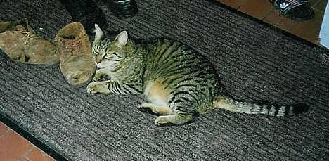 Blanding af racer Mis *DØD* - Der kommer flere billeder  billede 1