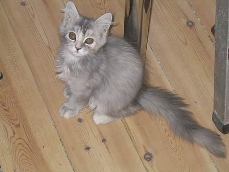 Maine Coon Mis Stanley Listetyv - Stanley 14 uger billede 2