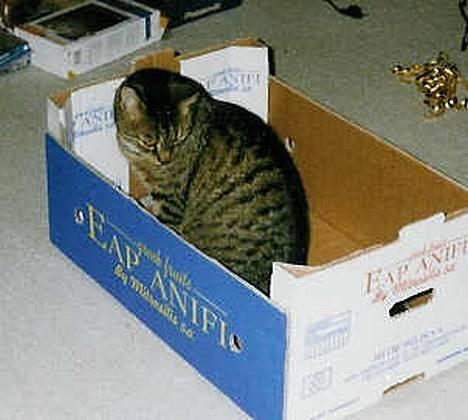 Blanding af racer Mis *DØD* billede 2