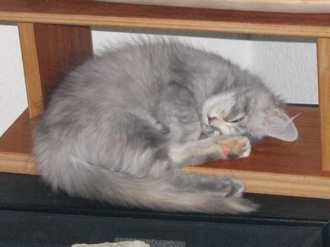 Maine Coon Mis Stanley Listetyv - Et af Stanleys yndlings sovesteder billede 3