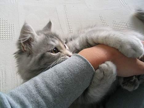 Maine Coon Mis Stanley Listetyv billede 8