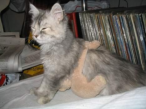 Maine Coon Mis Stanley Listetyv - Stanleys moderinstinkter tager over når hun skal passe bamsen billede 7